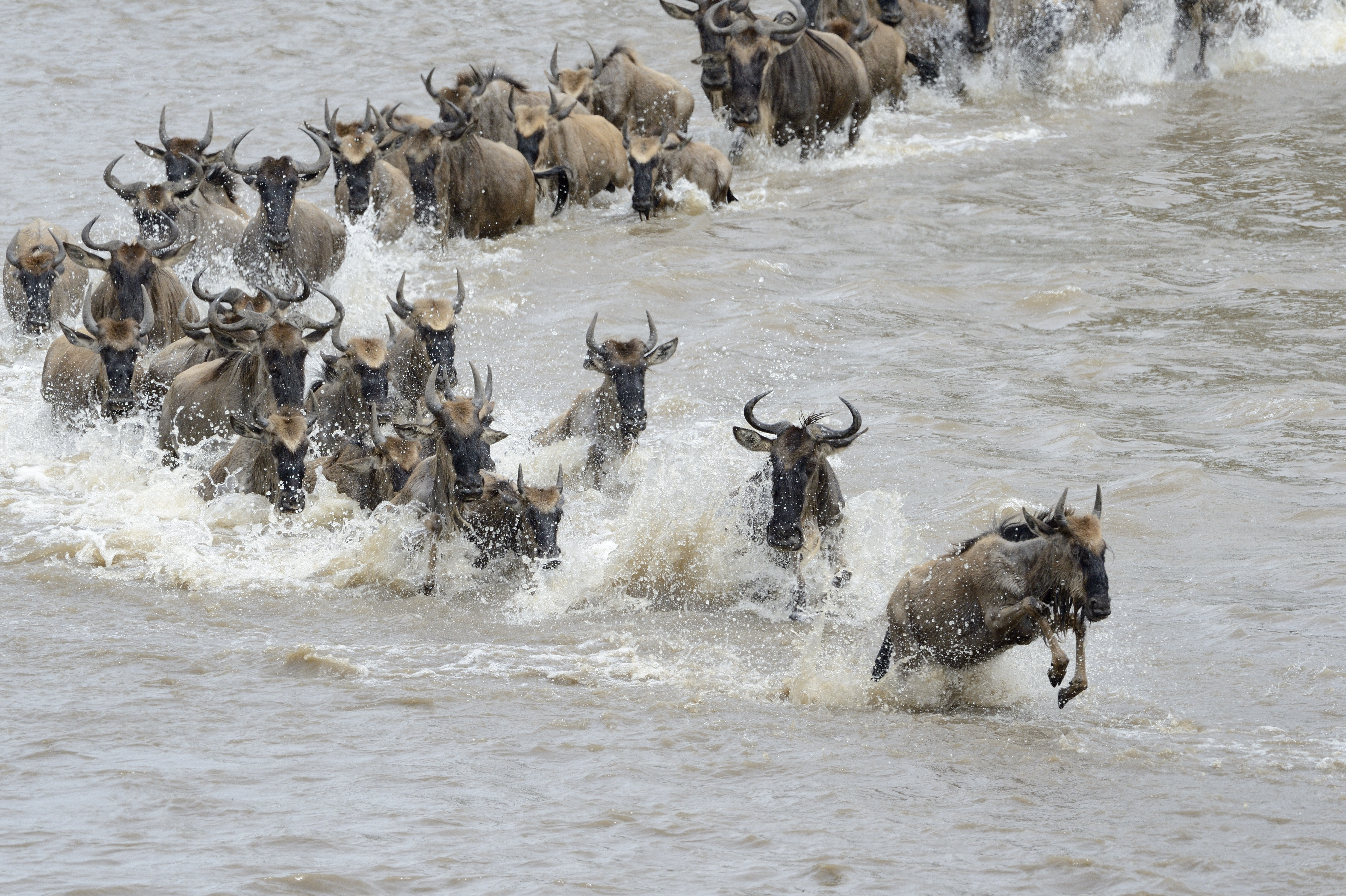 African Safari
