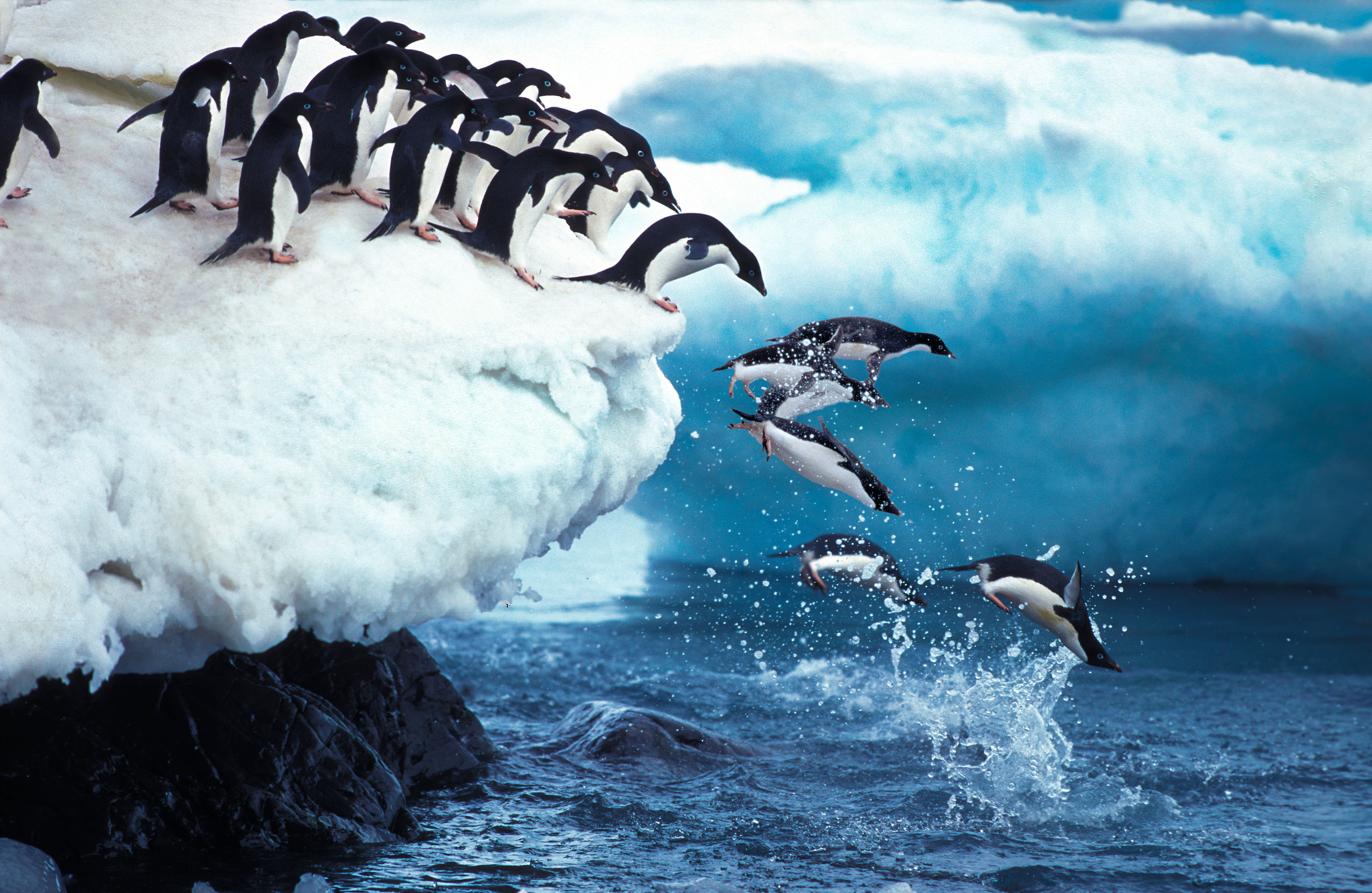 Antarctica wildlife expedition